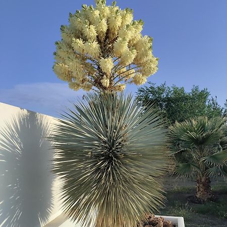 Cortijo Oro Verde B&B Tabernas Ngoại thất bức ảnh